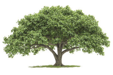 Obraz premium Realistic 3D Rendered Tree Against White Background
