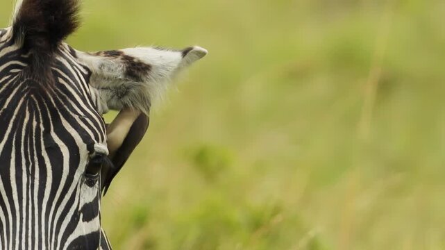 Baby zebra closeup half portrait in savannah. Small colorful bird catching insect in zebra ear. Symbiosis. Wild animal of South Africa concept. Safari tourism. Wildlife of Tanzania. Serengeti park