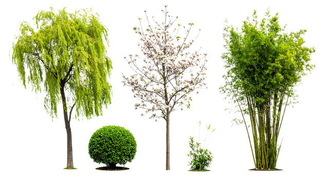 Collection of Different Green and Flowering Tree Species Including Willow Bamboo Boxwood and Spring Magnolia Isolated on White Transparent PNG Background