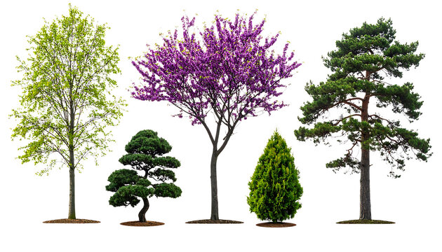 Diverse Botanical Collection Featuring Flowering Pink Judas Trees, Tall Green Pines, Weeping Willow, and Decorative Japanese Bonsai Isolated on a Pure White Background