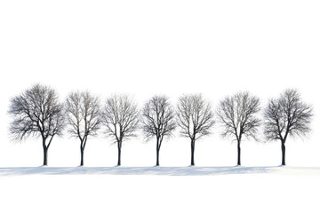 Seven Bare Trees in Winter on White Background