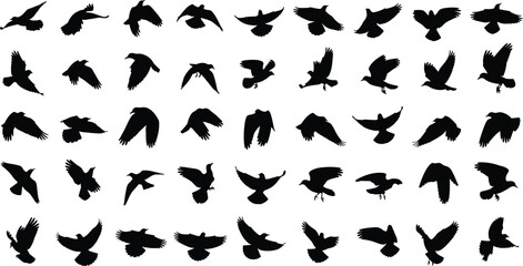 Fototapeta premium Bird silhouettes illustration, forty eight black profiles, vector art collection, flying poses design, wildlife motif, nature artwork, decorative graphics, educational inspiration