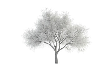 Winter Frost-Covered Tree Isolated on White Background
