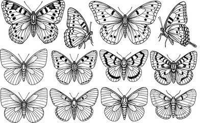 Butterfly silhouettes with diverse wing patterns, symmetrical and intricate designs, stylized vector artwork for entomology, nature, and creative projects