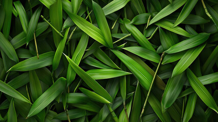 Fototapeta premium natural green bamboo leaf texture background 