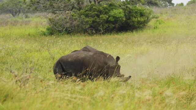 Safari national park. Rare Footage of two aggressive White horn Rhinos fighting butting for female attention in South Africa savannah. Wild animals exotic nature mammal animals in natural habitat