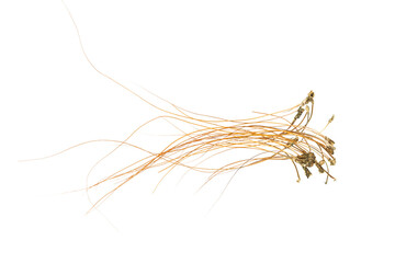 Fototapeta premium The scrimp antennae arranged side by side on Transparent background, showing long antennae
