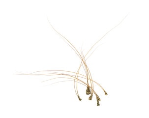 Obraz premium Shrimp Antennae Arranged Side by Side, Yellow Color Raw Prawns Long Antennae Isolated on Transparent Background