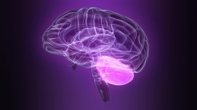 Central Organ of Human Nervous System Brain Cerebellum Anatomy Animation Concept