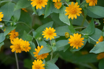 close-up shot of bright yellow Melampodium divaricatum flowers, also known as Butter Daisies.