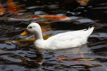 Fototapeta premium A lone white duck with an orange beak floats on a dark, rippling pond, with blurred shapes of golden koi fish