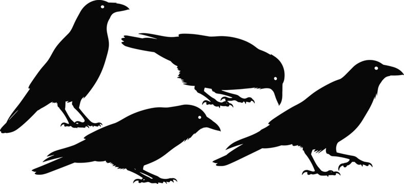 Crow and raven silhouettes vector illustration, standing, pecking, walking, crouching poses, black bird artwork, wildlife design