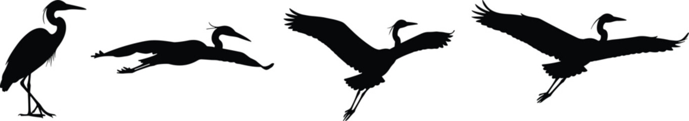 Heron crane silhouettes vector illustration, four flight stages, dynamic wildlife artwork, black bird design, nature inspired graphic