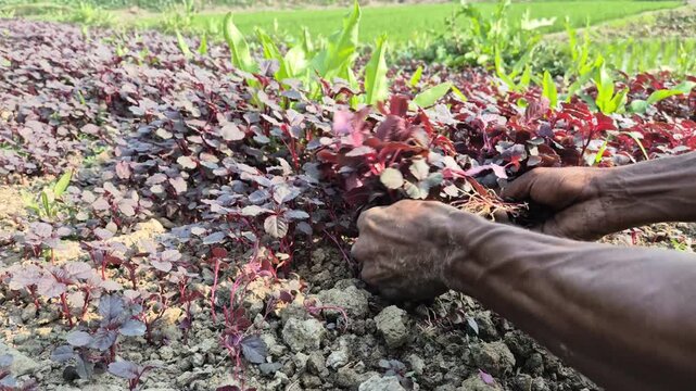 Professional RAW eye level close-up shot of a farmer's hands harvesting fresh red amaranth (Lal Shak) in Bangladesh, 4K UHD 30fps.