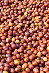 Coffee beans drying in the sun
