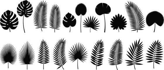 Tropical leaf silhouette collection, palm frond set, cad drawing flat vector illustration, monstera foliage, exotic jungle botanical plant icons, nature. © Robiul