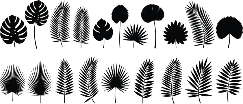 Tropical leaf silhouette collection, palm frond set, cad drawing flat vector illustration, monstera foliage, exotic jungle botanical plant icons, nature.
