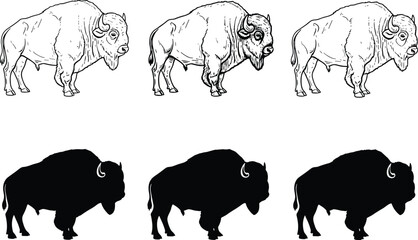 Fototapeta premium Vector illustration of bison artwork set, black and white wildlife design featuring detailed line drawings and bold silhouette animal comparisons