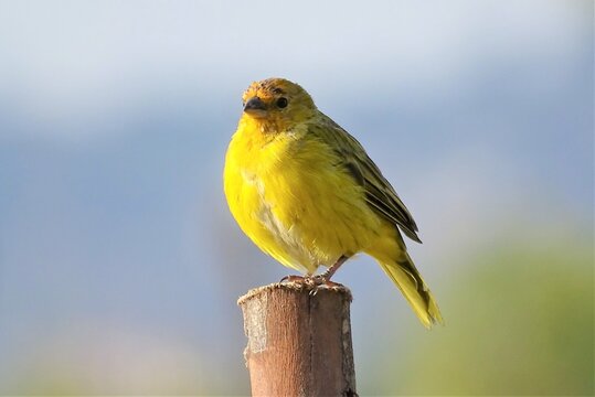 Can&aacute;rio-da-terra