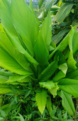 Vibrant green leaves of a turmeric plant growing in a tropical garden