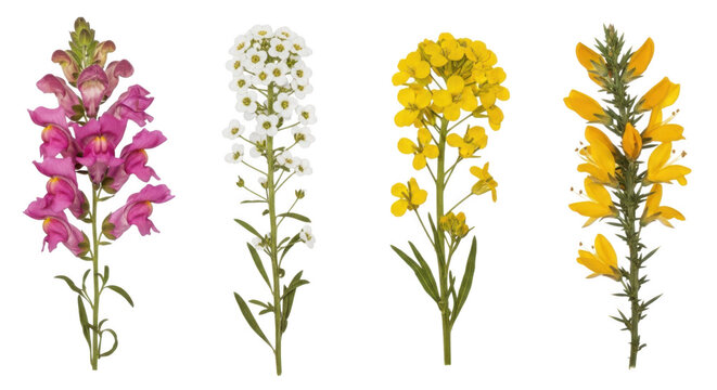 A comparative display of four distinct wildflower blooms in natural settings isolated on transparent background