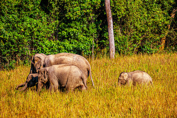 Fototapeta premium Asian Elephant Family Grazing in National Park
