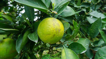 Fresh green oranges ripening on a citrus tree branch in an organic orchard