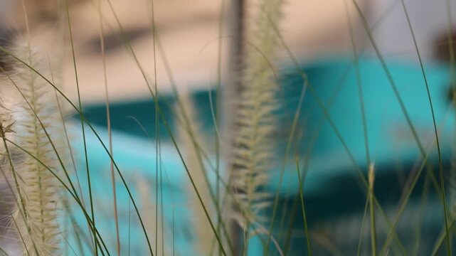 Close Up of Desho Grass Swaying Before Blurred Blue Container