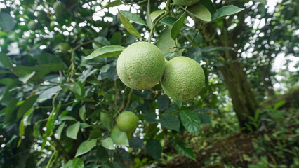 Fresh green oranges ripening on a citrus tree branch in an organic orchard