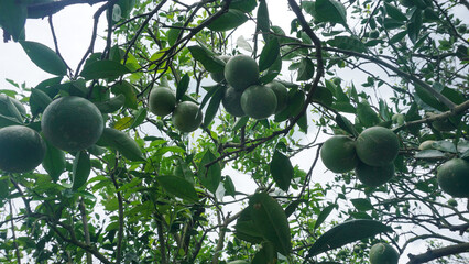 Fresh green oranges ripening on a citrus tree branch in an organic orchard