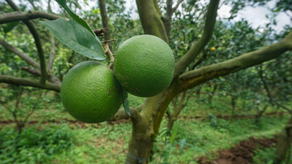 Fresh green oranges ripening on a citrus tree branch in an organic orchard