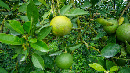 Fresh green oranges ripening on a citrus tree branch in an organic orchard