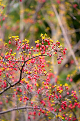 サンシュユの赤い実と黄色い花