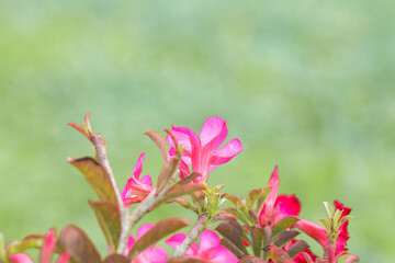 Fototapeta premium Pink frangipani desert rose (Adenium obesum) flowers blooming in tropical garden, vibrant floral background with copy space