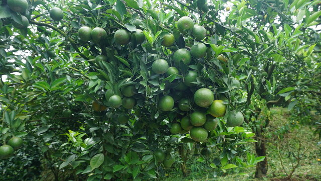 Close-up of green oranges ripening on a tree branch in a citrus orchard.
