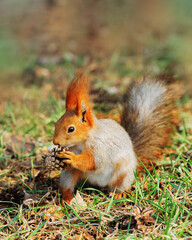 Red fluffy squirrel sitting on forest floor and holding cone in small paws among dry leaves and pine needles. Natural feeding behavior and peaceful interaction with environment, wildlife observation. © yrabota