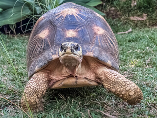 Tortue &eacute;toil&eacute;e de Madagascar