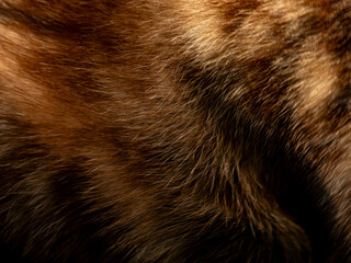 Abstract macro closeup of brown and golden animal fur texture with flowing wavy strands and natural highlights