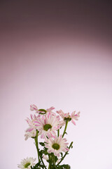 Premium quality background image, Ideal for use in Product Display, Clean aesthetic empty space for brand showcase and advertising, Authentic lighting