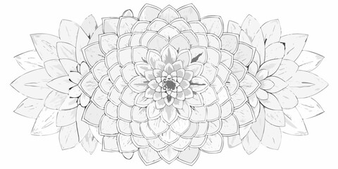 Fototapeta premium Detailed black and white illustration of a fully bloomed dahlia flower