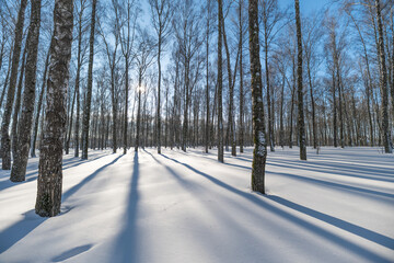 Converging tree shadows lead across glittering snow, narrow birch trunks framing distant horizon, cinematic perspective with crisp cold clarity for editorial storytelling