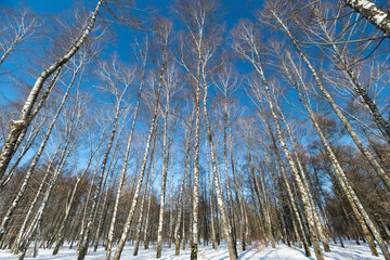 Snow covered birch trunks under blue sky, winter cold day with soft sunlight and long shadows, tranquil grove, crisp air, undisturbed snow, vertical rhythm of trunks