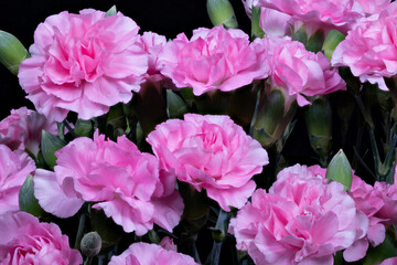 Obraz premium Spray of pink carnation flowers arranged as catalog ready product shot with clear stems and buds, bright color, commercial crispness and versatile ecommerce use