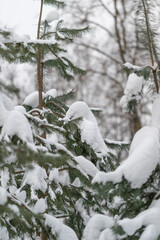 Frozen forest environment featuring delicate snowblanketed conifers and tranquil atmosphere. Serene winter woodland scene showcasing heavy snow on branches and soft overcast light
