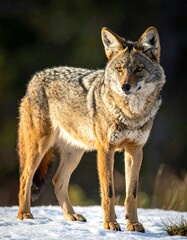 Obraz premium A coyote standing on snowy ground