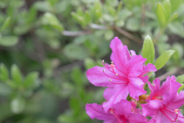 Obraz premium ツツジ：花のクローズアップとコピースペース／日本埼玉県・4月