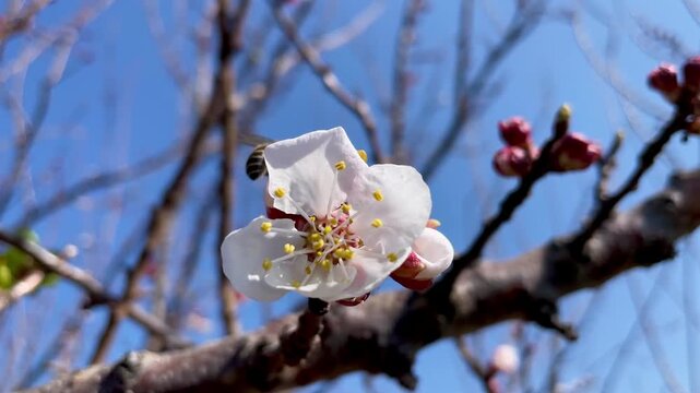 Prunus mume or the apricot blossom
