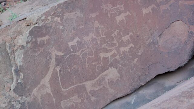 TWYFELFONTEIN, NAMIBIA- JULY, 14, 2025: a tilt up clip of a petroglyph of the famous lion man and other african animals
