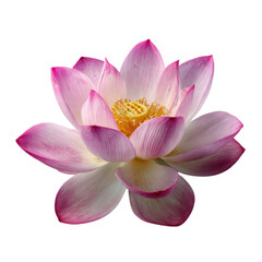Fototapeta premium Close Up Pink And White Lotus Flower With Yellow Center Against Black Background bloom petals