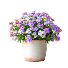 Fototapeta premium Lush cluster of white Sweet Alyssum flowers in a modern cream ceramic pot, featuring vibrant green foliage ,isolated on transparent background